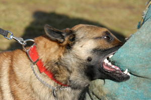 Dog Bite lawyers offer Free Consultation in Rockland County and Bergen County