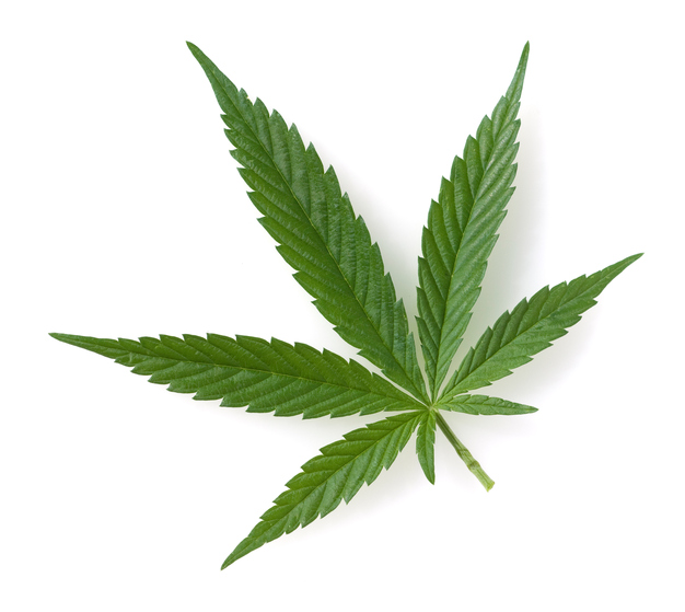 hemp; cannabis; indica; sativa
